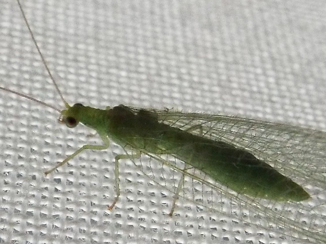 Chrysoperla sp.